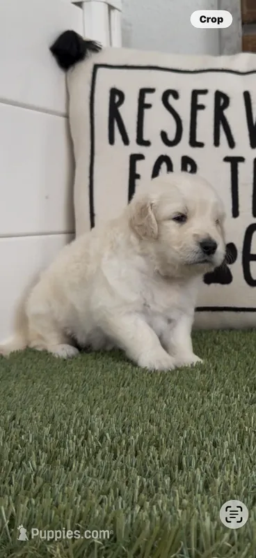 Golden retriever English Cream , a  Golden Retriever and English Cream Golden Retriever for sale in Modesto, CA – Photo 1 of 8