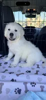 AKC golden retriever puppy English Cream female, a female Golden Retriever and English Cream Golden Retriever for sale in Modesto, CA – 8 of 10