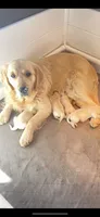AKC  golden retriever puppy light golden female pink collar, a female Golden Retriever and English Cream Golden Retriever for sale in Modesto, CA – 6 of 9