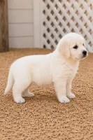 AKC Golden Retriever  puppy male, a male Golden Retriever for sale in Modesto, CA – 1 of 4