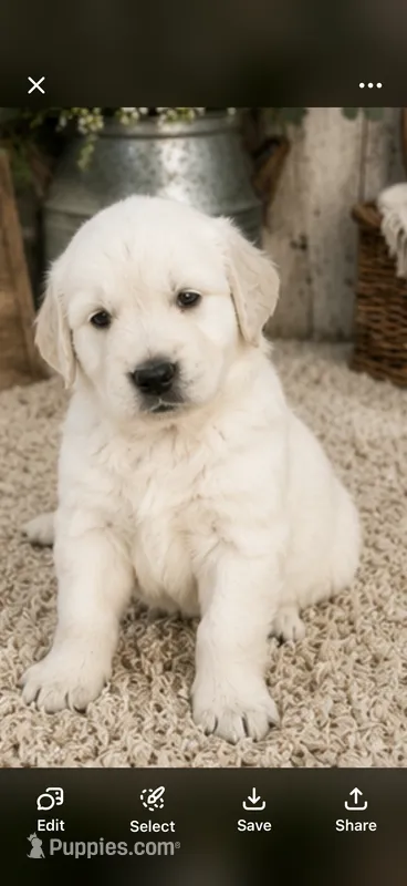 AKC golden retriever puppy male – Golden Retriever, English Cream Golden Retriever puppy for sale in Modesto, CA