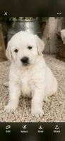 AKC golden retriever puppy male, a male Golden Retriever and English Cream Golden Retriever for sale in Modesto, CA – 1 of 10