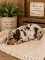 AKC Australian Shepherd blueMerle female, a female Australian Shepherd for sale in Modesto, CA – 2 of 6
