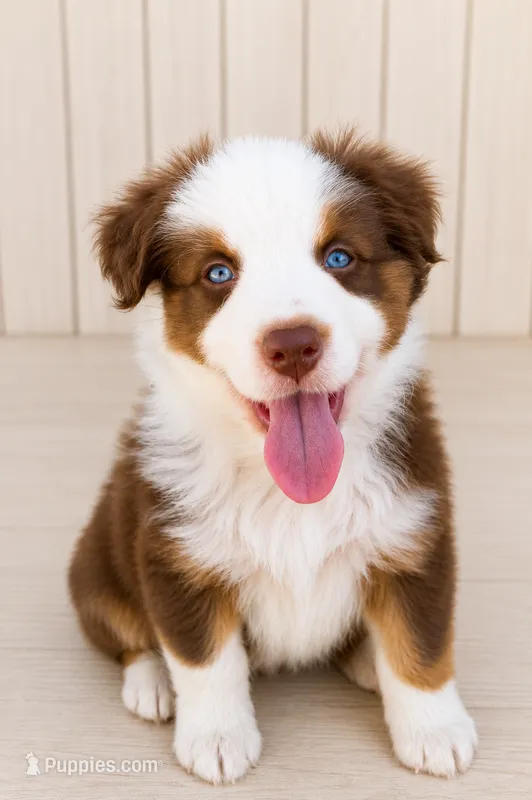 Australian shepherd red tri female  – Australian Shepherd puppy for sale in Modesto, CA