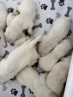 AAKC English cream golden retriever puppy , a female Golden Retriever and English Cream Golden Retriever for sale in Modesto, CA – 2 of 5