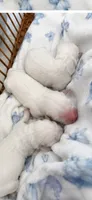 Golden retriever English Cream Christmas litter, a  Golden Retriever and English Cream Golden Retriever for sale in Modesto, CA – 2 of 6
