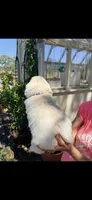 AKC English cream  golden retriever puppy, a female Golden Retriever and English Cream Golden Retriever for sale in Modesto, CA – 3 of 7