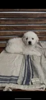 Golden retriever English Cream , a male Golden Retriever and English Cream Golden Retriever for sale in Modesto, CA – Photo 3 of 10