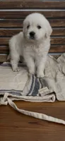 Golden retriever English Cream , a male Golden Retriever and English Cream Golden Retriever for sale in Modesto, CA – Photo 9 of 10
