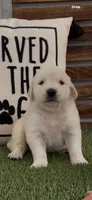 Golden retriever English Cream , a male Golden Retriever and English Cream Golden Retriever for sale in Modesto, CA – Photo 7 of 10