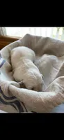Golden retriever English Cream , a male Golden Retriever and English Cream Golden Retriever for sale in Modesto, CA – Photo 1 of 10