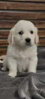 Golden retriever English Cream , a male Golden Retriever and English Cream Golden Retriever for sale in Modesto, CA – Photo 2 of 10