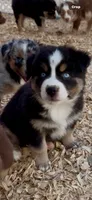 Australian shepherd black tri , a male Australian Shepherd for sale in Modesto, CA – 2 of 2
