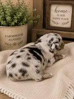 AKC Australian Shepherd blueMerle female, a female Australian Shepherd for sale in Modesto, CA – 3 of 6