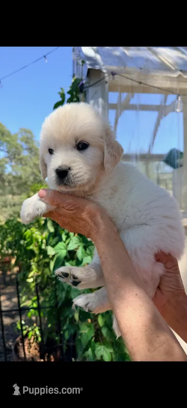 English Cream golden retrievero irange collar  male – Golden Retriever, English Cream Golden Retriever puppy for sale in Modesto, CA