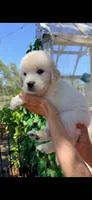 English Cream golden retrievero irange collar  male, a male Golden Retriever and English Cream Golden Retriever for sale in Modesto, CA – 1 of 5