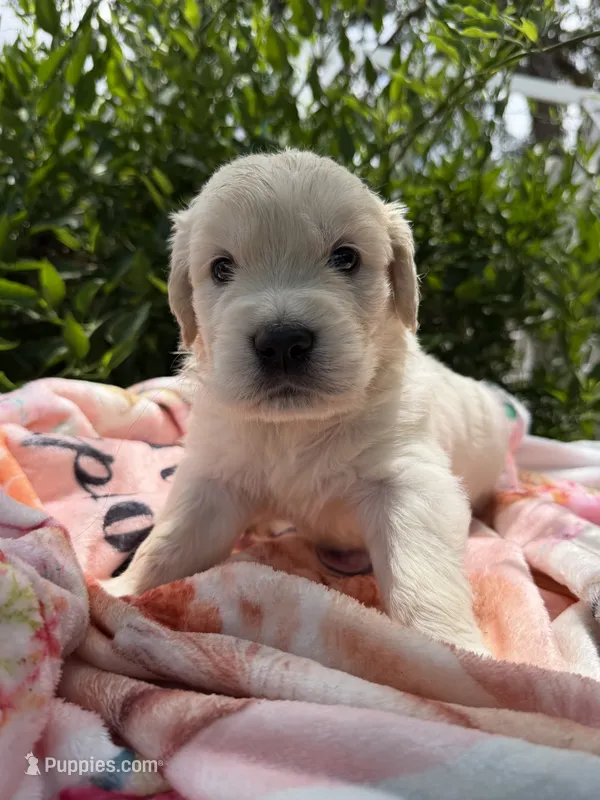 AKC Golden Retriever English Cream female – Golden Retriever, English Cream Golden Retriever puppy for sale in Modesto, CA
