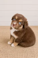 Australian shepherd red tri female, a female Australian Shepherd for sale in Modesto, CA – 3 of 6