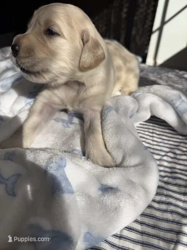 Golden retriever puppy x light golden male – Golden Retriever, English Cream Golden Retriever puppy for sale in Modesto, CA