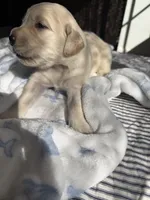 Golden retriever puppy male, a male Golden Retriever for sale in Modesto, CA – 1 of 10