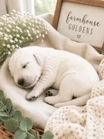 Golden retriever light golden puppy , a male Golden Retriever for sale in Modesto, CA – 1 of 4