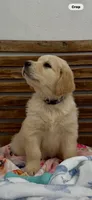 AKC honey golden retriever puppy , a  Golden Retriever for sale in Modesto, CA – 4 of 9