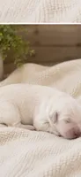 Golden Retriever cream light golden female, a female Golden Retriever and English Cream Golden Retriever for sale in Modesto, CA – 2 of 8