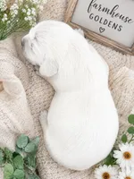 AKC English Cream golden retriever puppy male, a male Golden Retriever and English Cream Golden Retriever for sale in Modesto, CA – 2 of 4