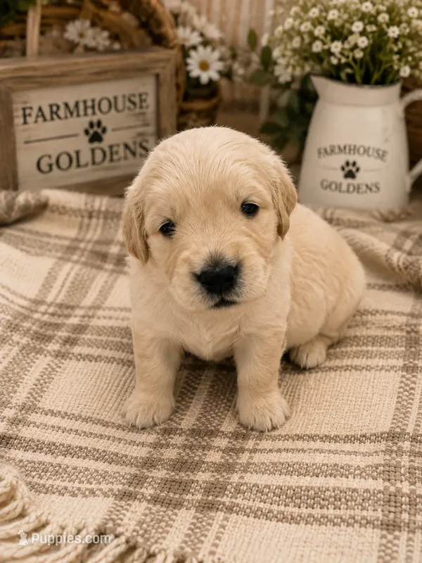 Golden Retriever light golden female  puppy – Golden Retriever puppy for sale in Modesto, CA