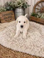 AKC Golden Retriever puppy , a male Golden Retriever and English Cream Golden Retriever for sale in Modesto, CA – 5 of 8