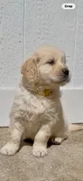 Golden retriever puppy x light golden male, a male Golden Retriever and English Cream Golden Retriever for sale in Modesto, CA – 3 of 10