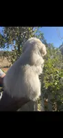 AKC  golden retriever puppy light golden female pink collar, a female Golden Retriever and English Cream Golden Retriever for sale in Modesto, CA – 2 of 9
