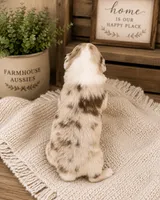 AKC Australian shepherd red Merle female, a female Australian Shepherd for sale in Modesto, CA – 4 of 5