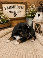 Australian shepherd black tri female , a male Australian Shepherd for sale in Modesto, CA – 2 of 3