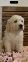 Golden retriever puppy light  honey golden male , a male Golden Retriever and English Cream Golden Retriever for sale in Modesto, CA – 8 of 8