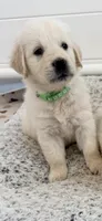 Golden Retriever light golden female , a female Golden Retriever and English Cream Golden Retriever for sale in Modesto, CA – 2 of 5