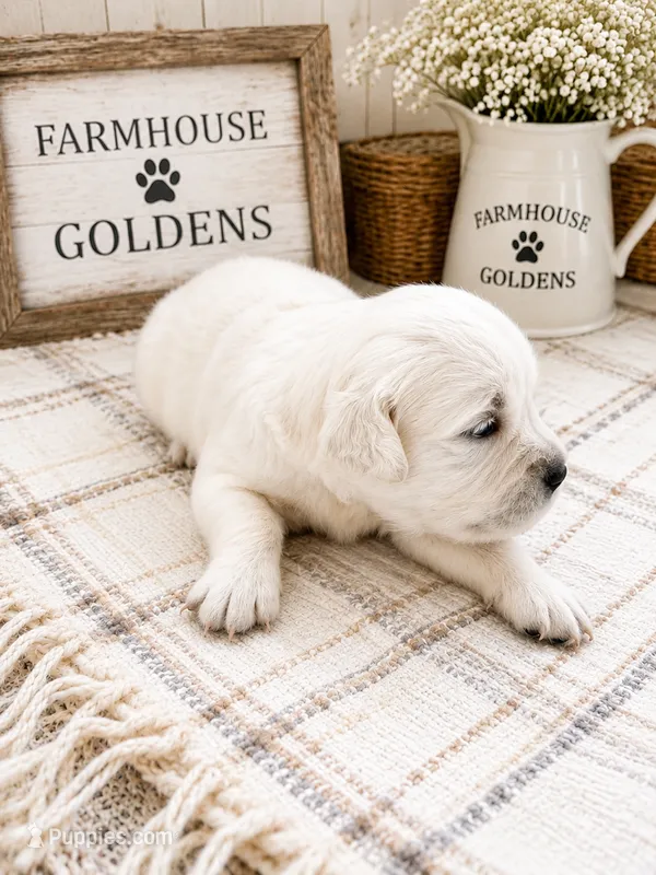 golden retriever English Cream male puppy  – Golden Retriever, English Cream Golden Retriever puppy for sale in Modesto, CA