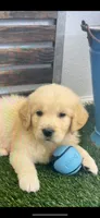 Golden retriever puppy female, a female Golden Retriever for sale in Modesto, CA – 9 of 10