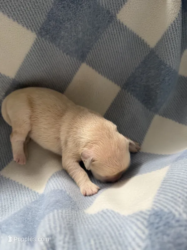 Golden retriever light golden male – Golden Retriever, English Cream Golden Retriever puppy on hold in Modesto, CA