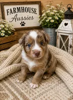AKC Australian shepherd red Merle , a female Australian Shepherd for sale in Modesto, CA – 1 of 6