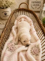 Golden Retriever light golden female  puppy, a female Golden Retriever for sale in Modesto, CA – 7 of 10