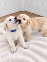 Golden retriever English Cream puppy male, a male Golden Retriever and English Cream Golden Retriever for sale in Modesto, CA – 3 of 10