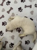 AAKC English cream golden retriever puppy , a female Golden Retriever and English Cream Golden Retriever for sale in Modesto, CA – 1 of 5