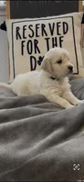 AKC golden retriever puppy male, a male Golden Retriever and English Cream Golden Retriever for sale in Modesto, CA – Photo 2 of 4