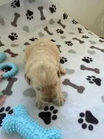 AKC golden retriever puppy male, a male Golden Retriever and English Cream Golden Retriever for sale in Modesto, CA – Photo 3 of 6