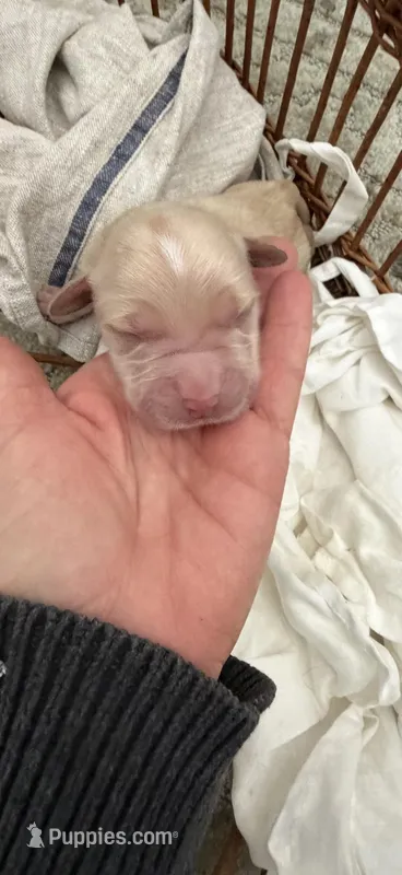 AKC golden retriever puppy male – Golden Retriever, English Cream Golden Retriever puppy for sale in Modesto, CA