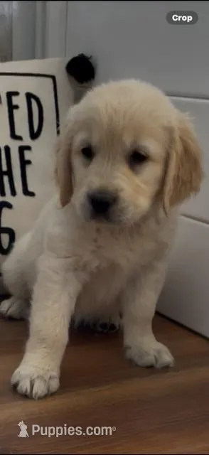 AKC golden retriever puppy male – Golden Retriever, English Cream Golden Retriever puppy for sale in Modesto, CA