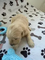 AKC golden retriever puppy male, a male Golden Retriever and English Cream Golden Retriever for sale in Modesto, CA – Photo 2 of 6