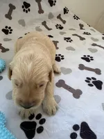 AKC golden retriever puppy male, a male Golden Retriever and English Cream Golden Retriever for sale in Modesto, CA – Photo 1 of 6