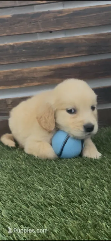 AKC light golden golden retriever female – Golden Retriever, English Cream Golden Retriever puppy for sale in Modesto, CA